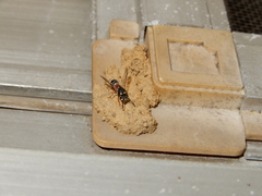 Paraleptomenes miniatus