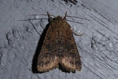 Ichneutica morosa