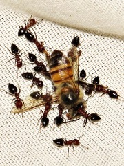 Crematogaster castanea rufonigra