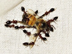 Crematogaster castanea rufonigra