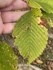 Stegophora ulmea
