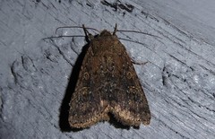 Ichneutica morosa