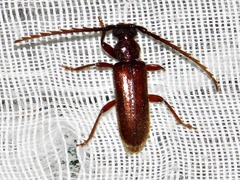 Pectoctenus bryanti