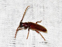 Pectoctenus bryanti