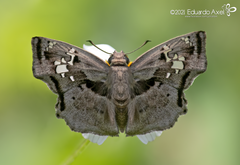 Quadrus lugubris lugubris