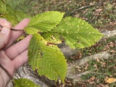 Stegophora ulmea