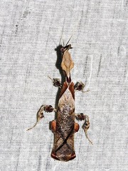 Phyllocrania