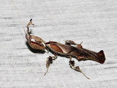 Phyllocrania