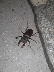 Lucanus cervus