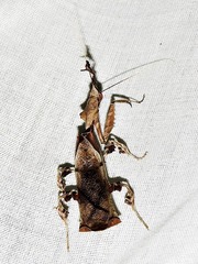 Phyllocrania