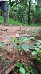 Biophytum sensitivum