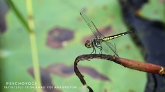 Brachydiplax sobrina