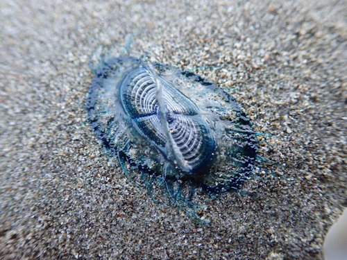 photo of By-the-wind Sailor (Velella velella)