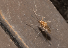 Aedes albifasciatus