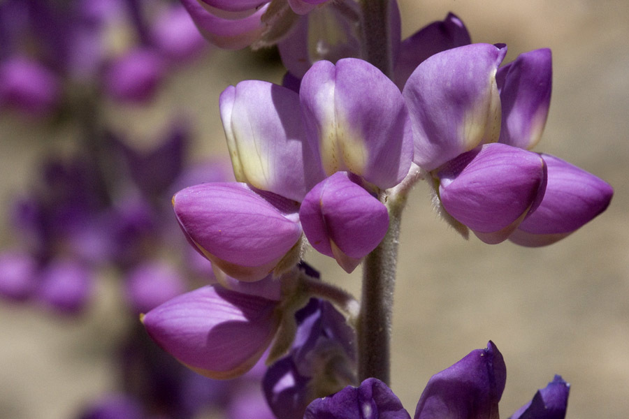 Lupinus magnificus