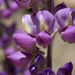 Magnificent Lupine - Photo (c) Patrick Alexander, some rights reserved (CC BY-NC-ND)