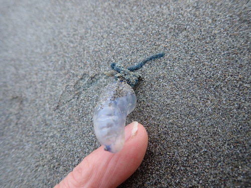 photo of Portuguese Man O' War (Physalia physalis)