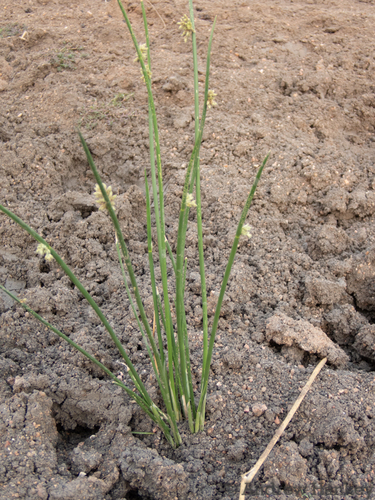 Nut Clubrush (Schoenoplectus muricinux)