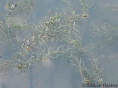 Lagarosiphon muscoides