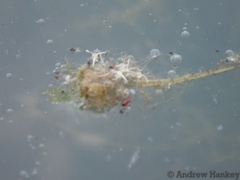 Lagarosiphon muscoides