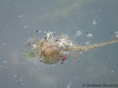 Lagarosiphon muscoides