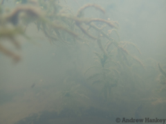 Lagarosiphon muscoides