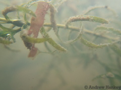 Lagarosiphon muscoides