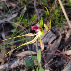 Caladenia atrovespa
