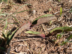 Drimiopsis burkei