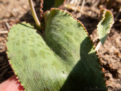 Drimiopsis burkei