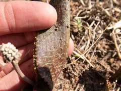 Drimiopsis burkei