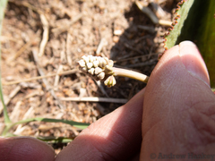 Drimiopsis burkei