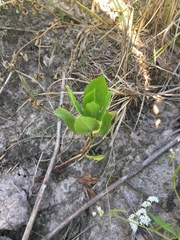 Physostegia correllii