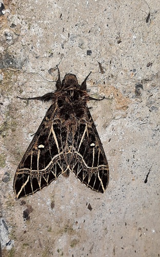 Euryglottis oliver