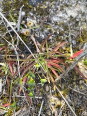 Chamaescilla corymbosa