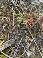 Chamaescilla corymbosa