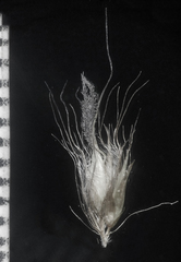 Cenchrus pedicellatus