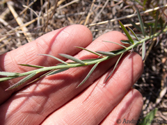 Lasiosiphon sericocephalus