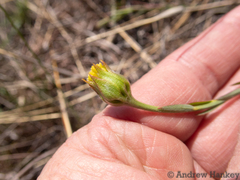 Lasiosiphon sericocephalus