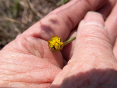 Lasiosiphon sericocephalus