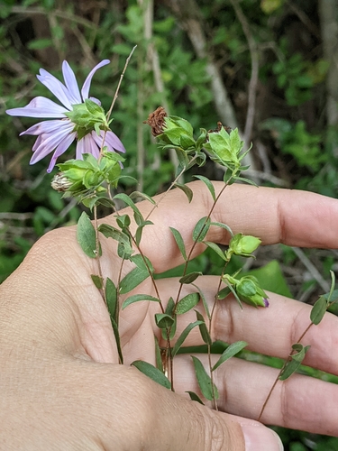 Image of Symphyotrichum pratense by (c) Alison Northup, some rights reserved (CC BY)