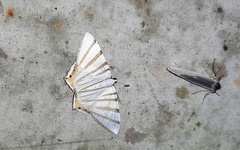 Opisthoxia metargyria