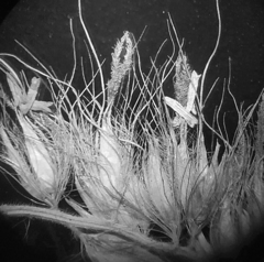 Cenchrus pedicellatus