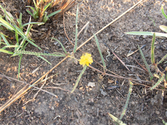 Corchorus asplenifolius