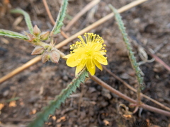 Corchorus asplenifolius