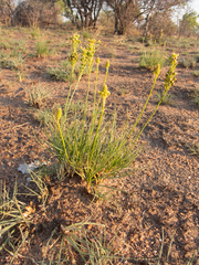 Bulbine capitata