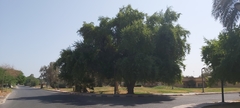 Ziziphus jujuba