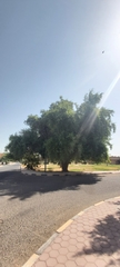 Ziziphus jujuba