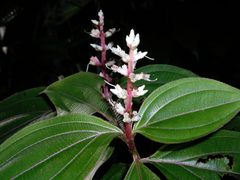 Miconia nervosa