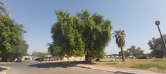 Ziziphus jujuba